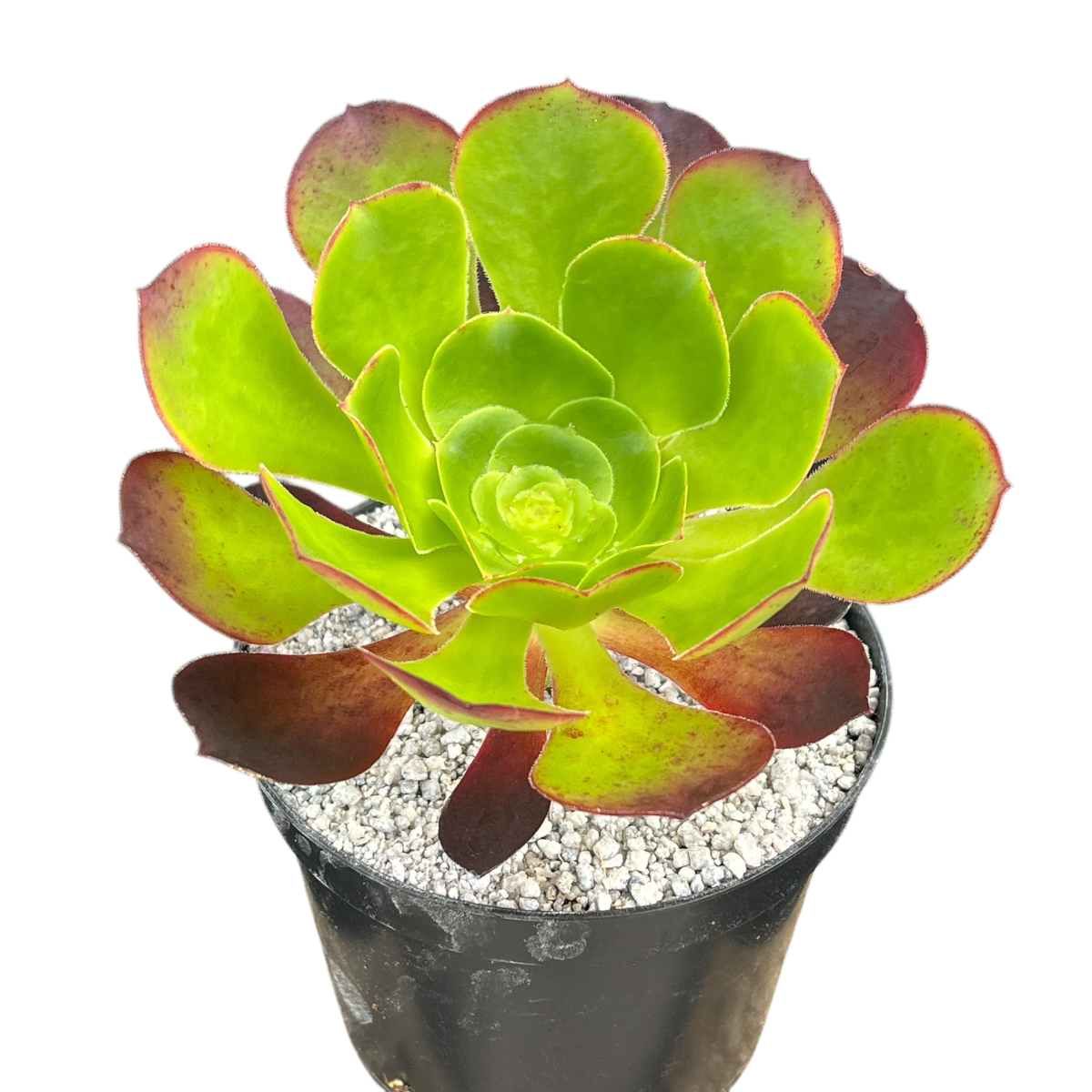 Aeonium 'Pomegranate'