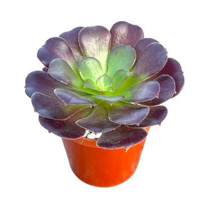 Aeonium 'Velour'