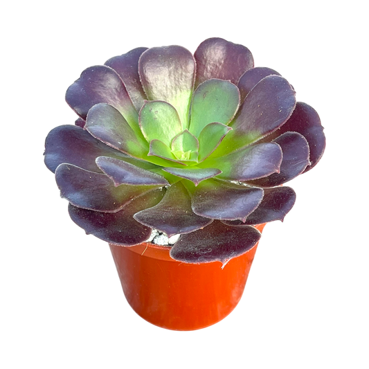 Aeonium 'Velour'