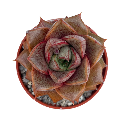 Echeveria 'Dionysos'
