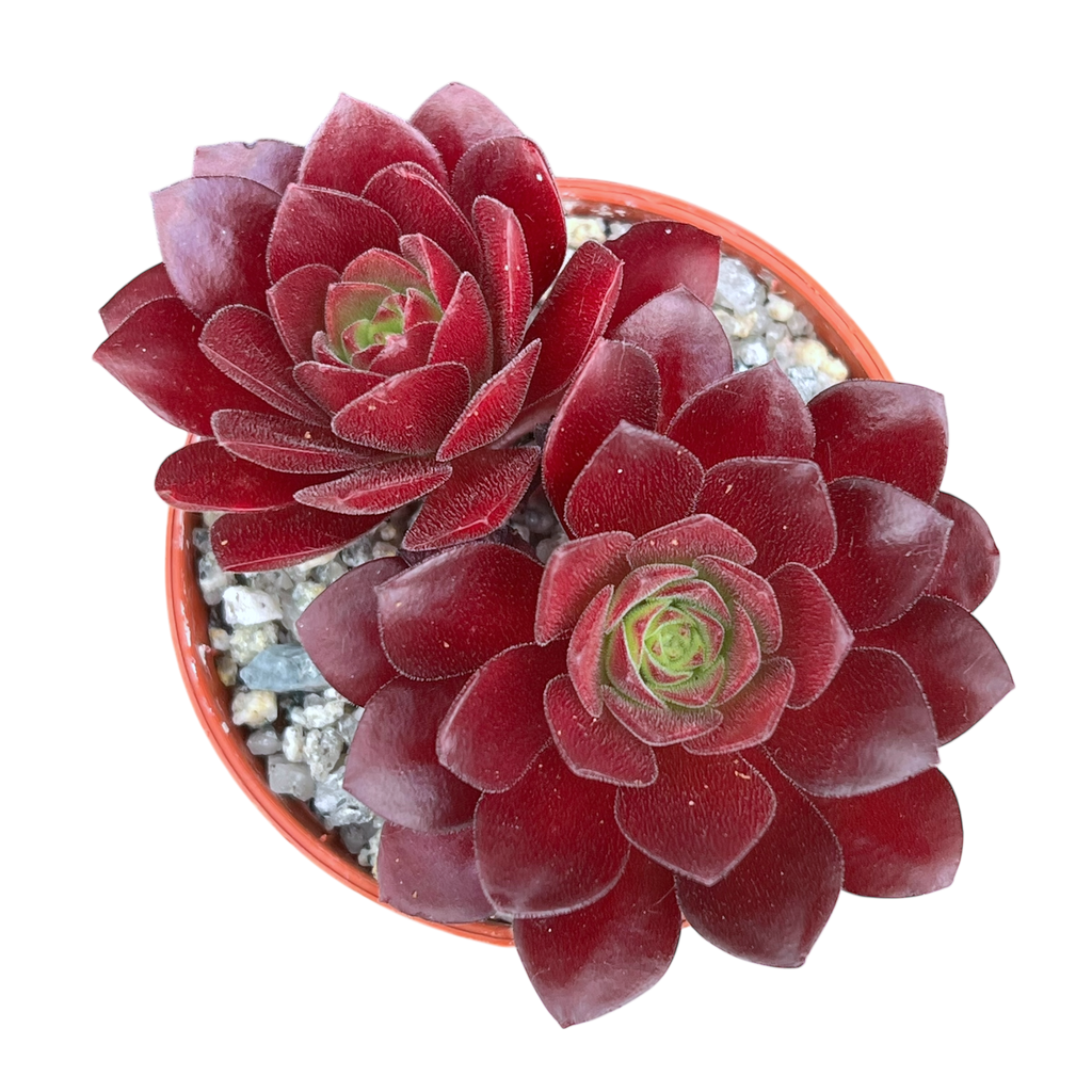 Aeonium 'Plum Thumb'