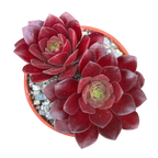 Aeonium 'Plum Thumb'