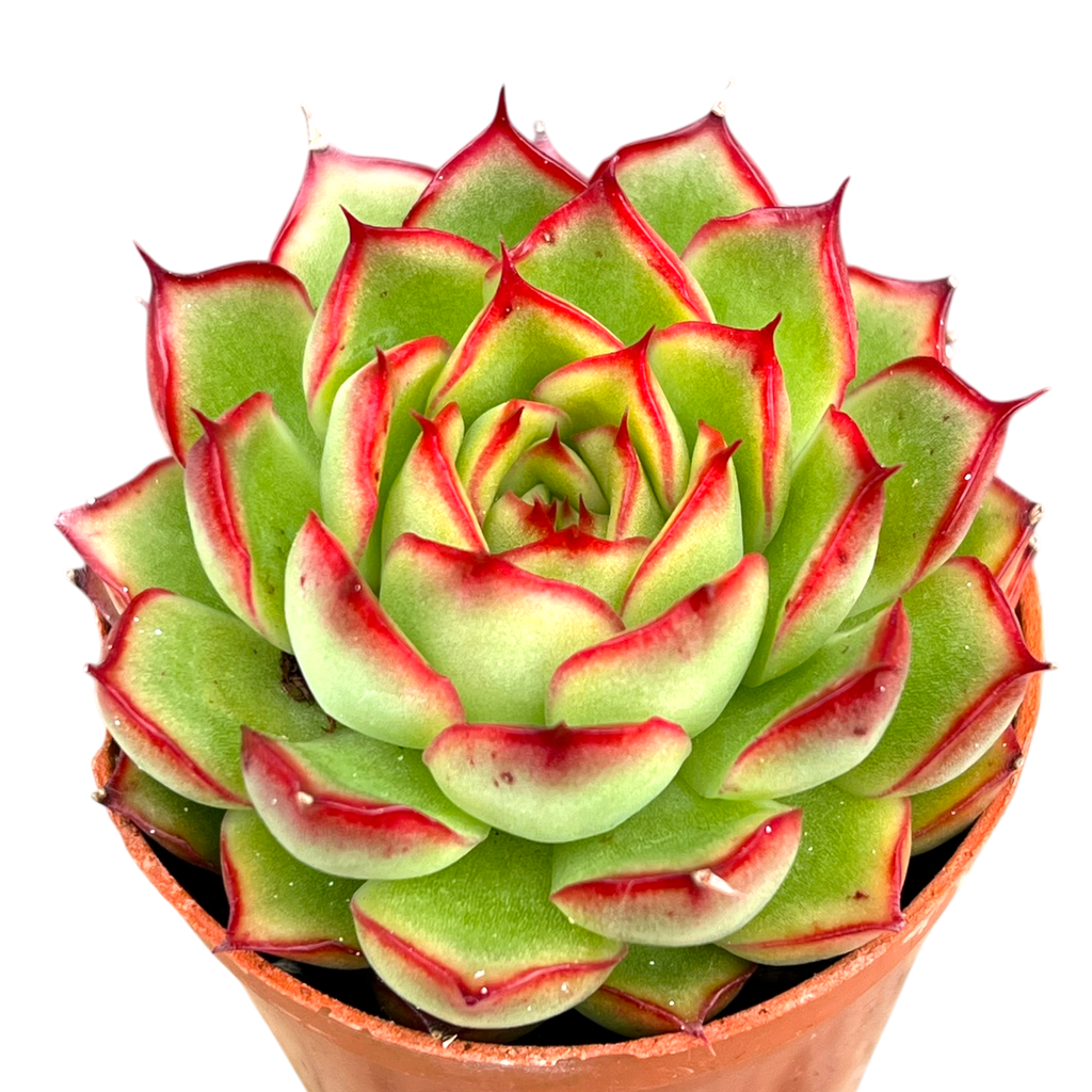 Echeveria 'Firefly'