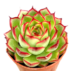Echeveria 'Firefly'