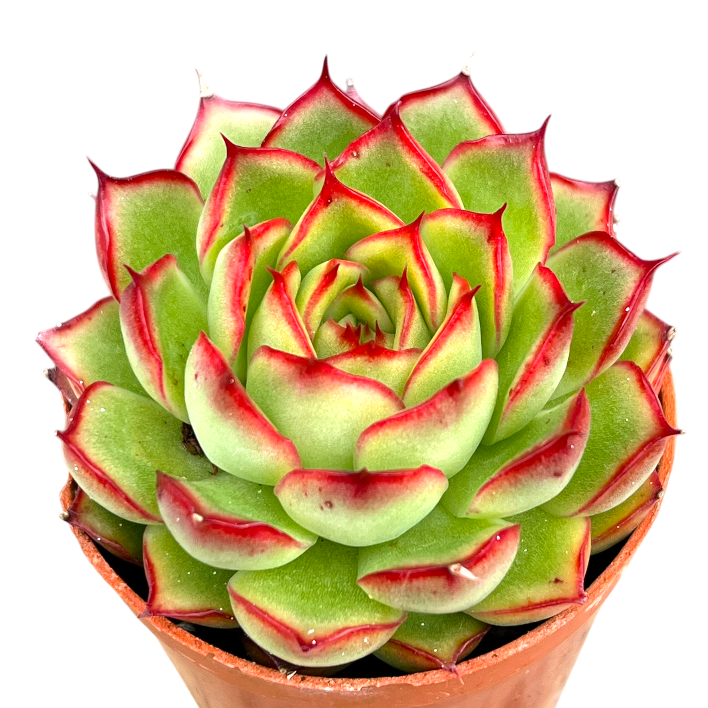 Echeveria 'Firefly'