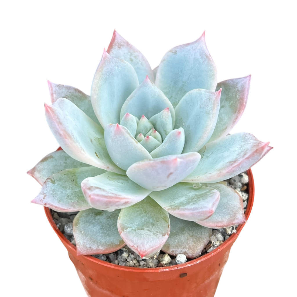 Echeveria 'Blue Bird'
