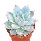 Echeveria 'Blue Bird'