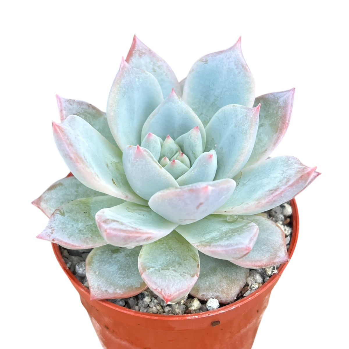 Echeveria 'Blue Bird'