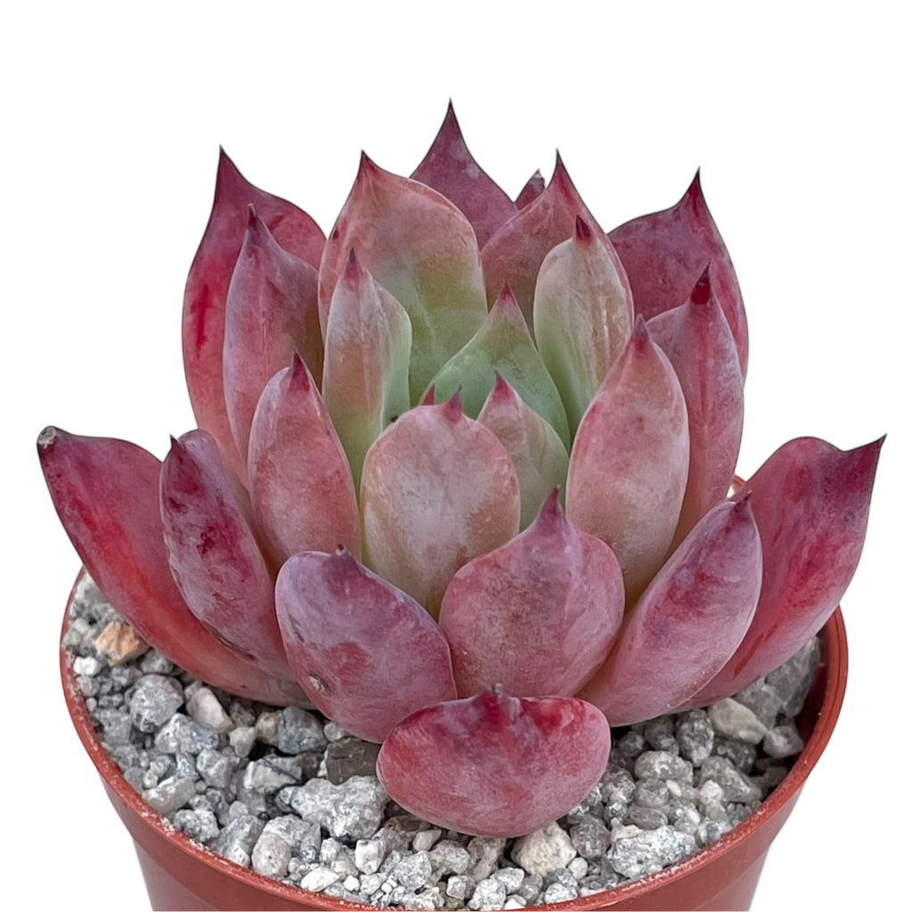 Echeveria 'Humming Bird'