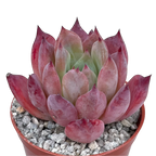 Echeveria 'Humming Bird'