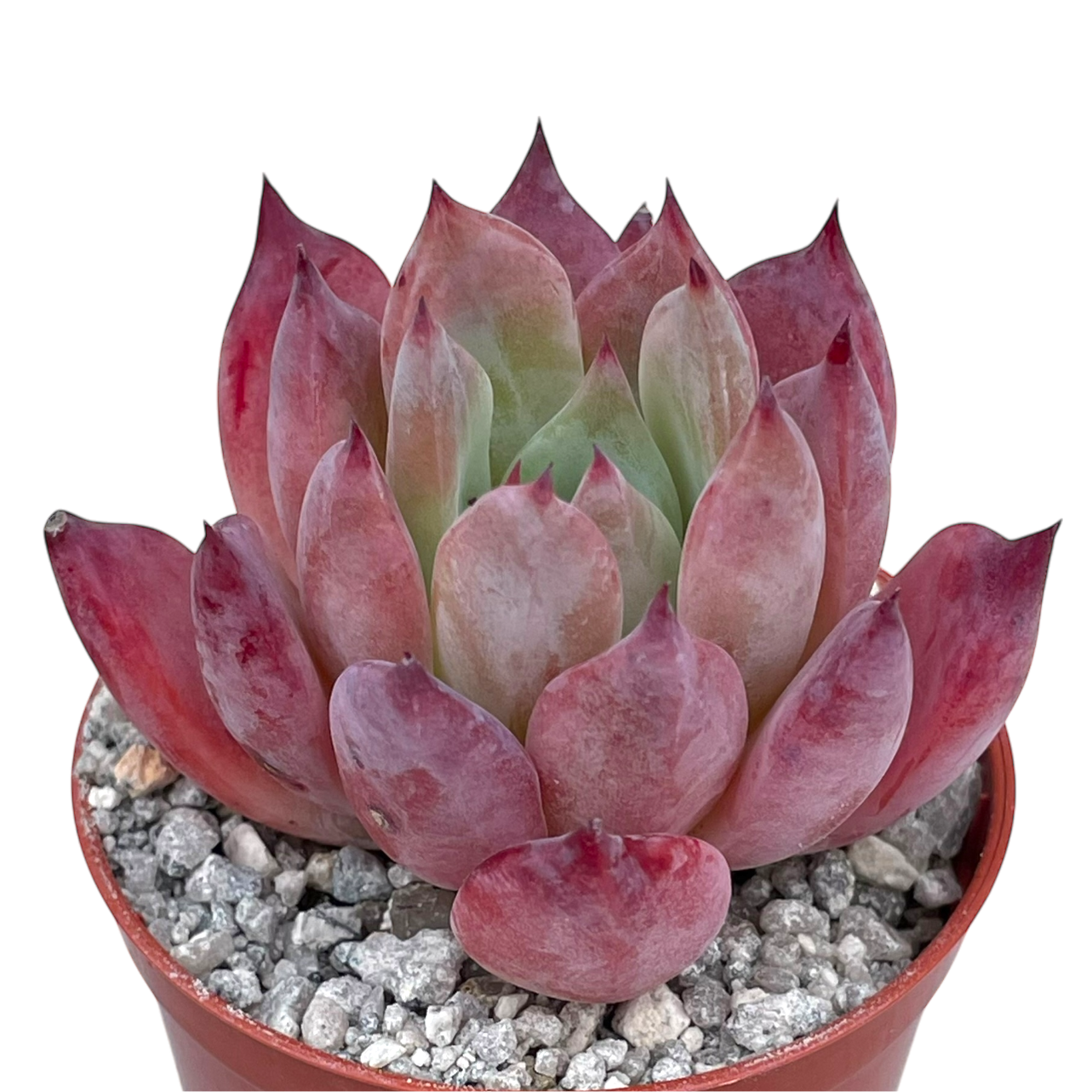 Echeveria 'Humming Bird'