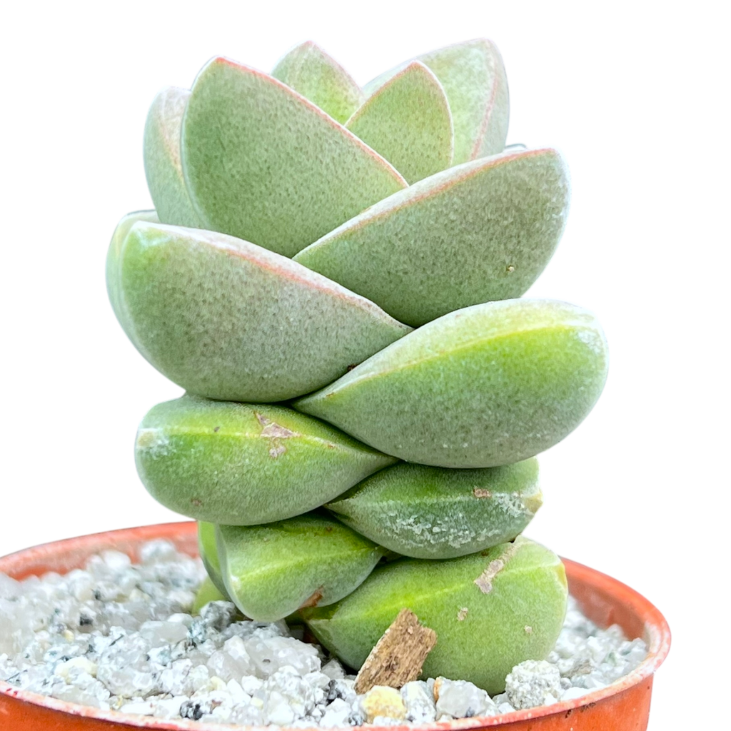 Crassula 'Moonglow'