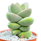 Crassula 'Moonglow'