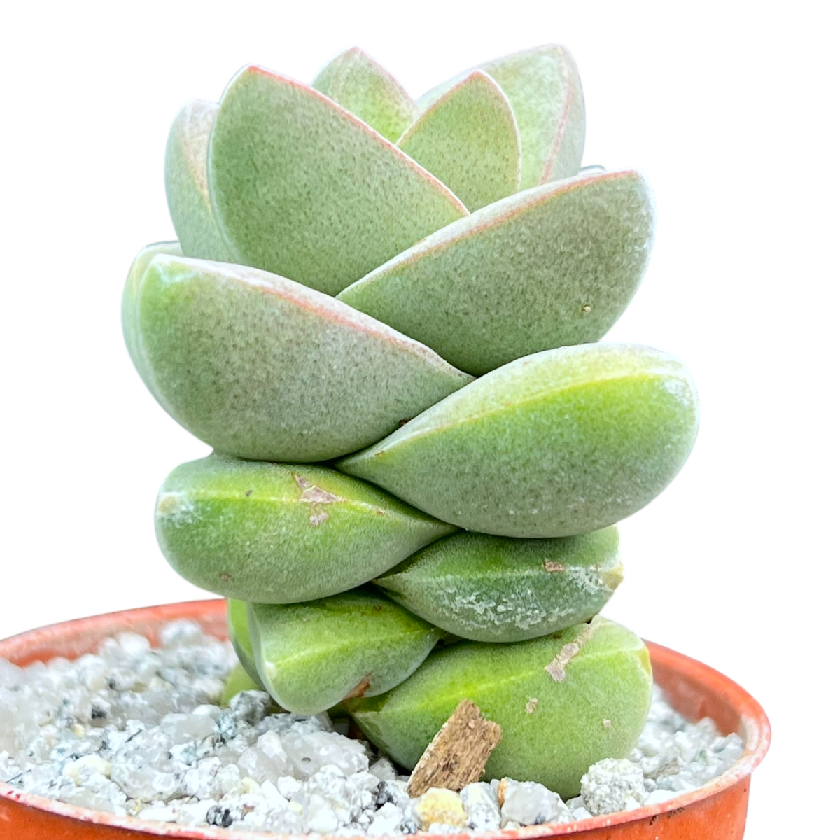 Crassula 'Moonglow'