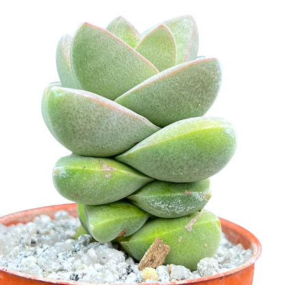 Crassula 'Moonglow'