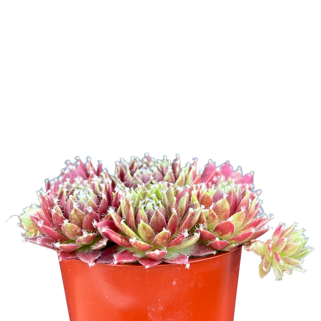 Sempervivum 'Silver Kenovel'