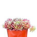 Sempervivum 'Silver Kenovel'