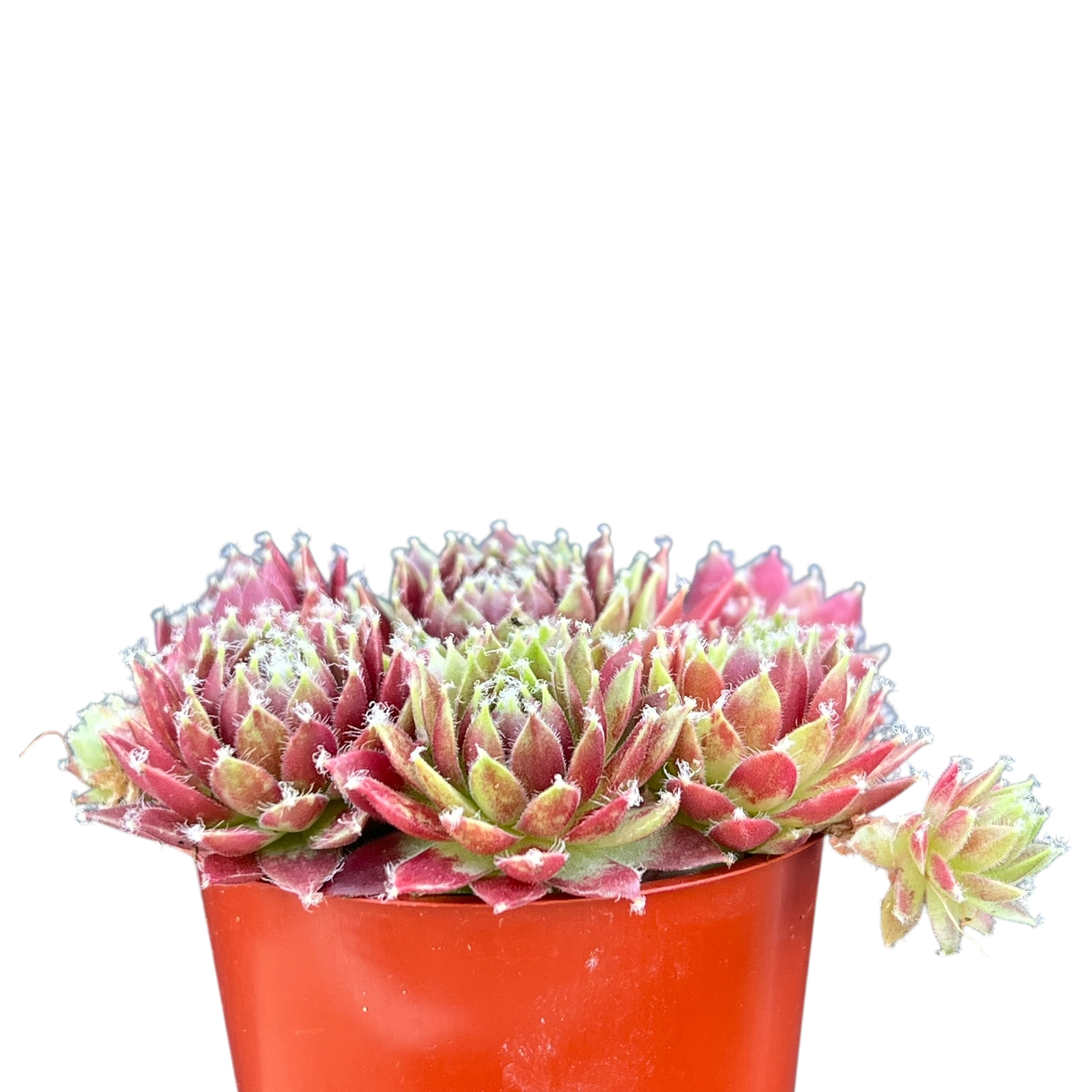 Sempervivum 'Silver Kenovel'