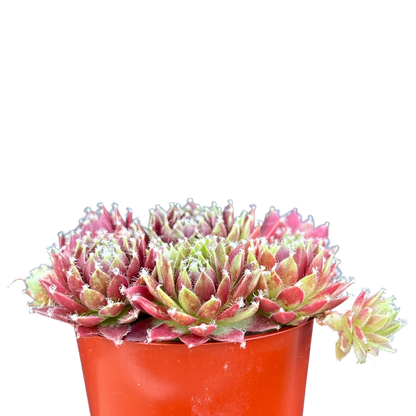Sempervivum 'Silver Kenovel'