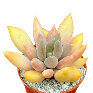 x Pachyveria 'Glacier'
