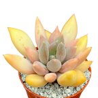 x Pachyveria 'Glacier'