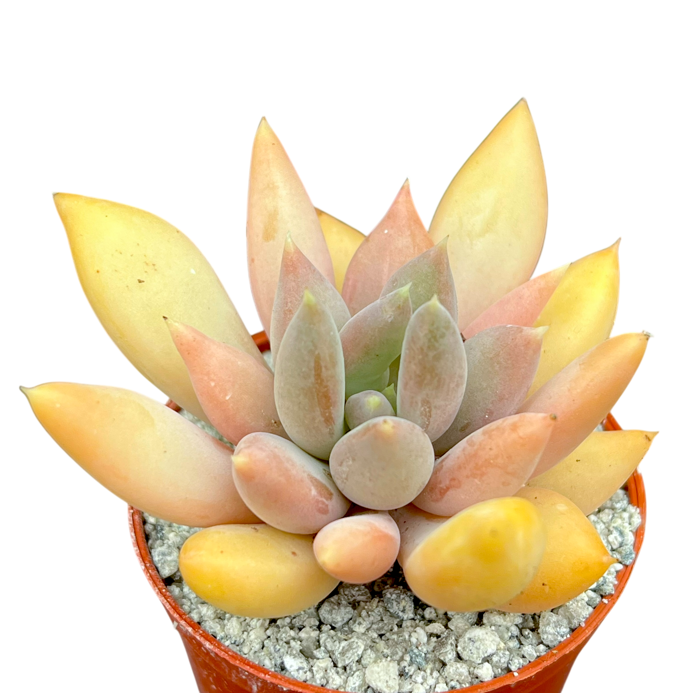 x Pachyveria 'Glacier'