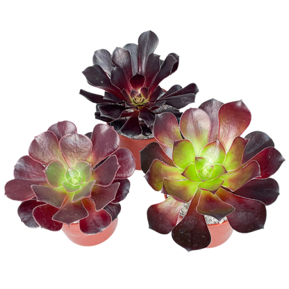 Aeonium Dark Leaves Bundle