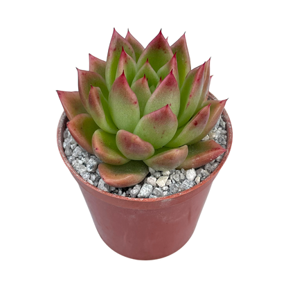 Echeveria agavoides 'Miranda'