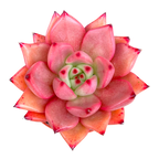 Echeveria agavoides 'Romeo'