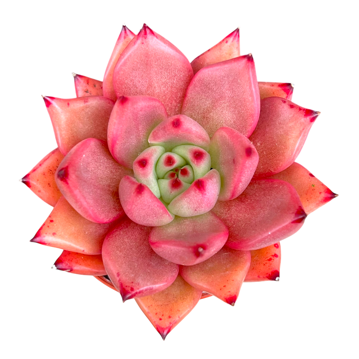 Echeveria agavoides 'Romeo'