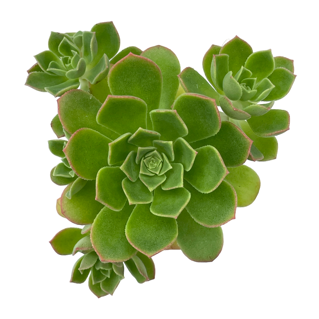 Aeonium castello-paviae var. sarae