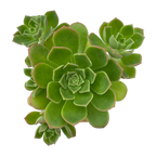 Aeonium castello-paviae var. sarae