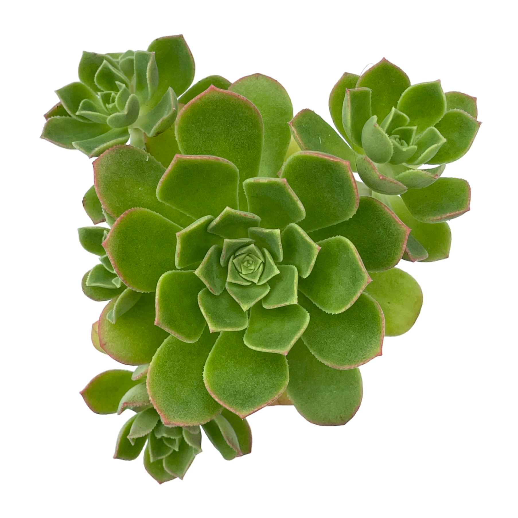 Aeonium castello-paviae var. sarae