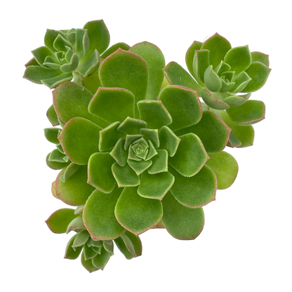 Aeonium castello-paviae var. sarae