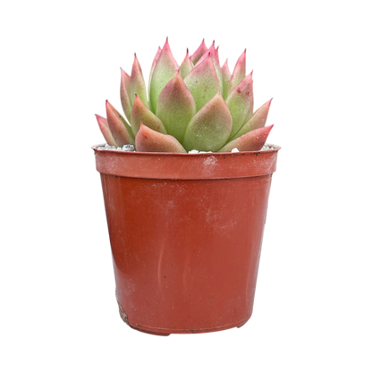 Echeveria agavoides 'Miranda'