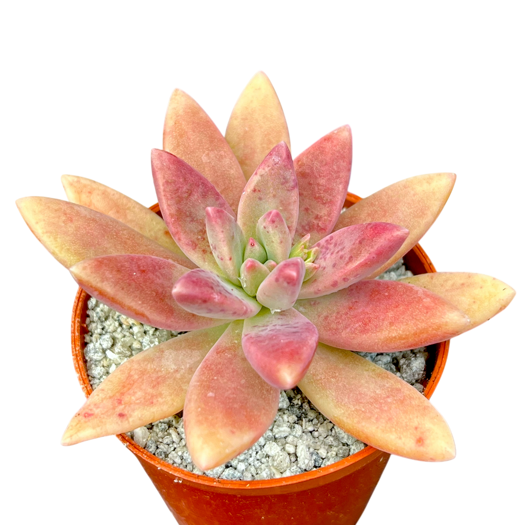 x Graptosedum 'Darley Sunshine'