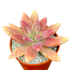 x Graptosedum 'Darley Sunshine'
