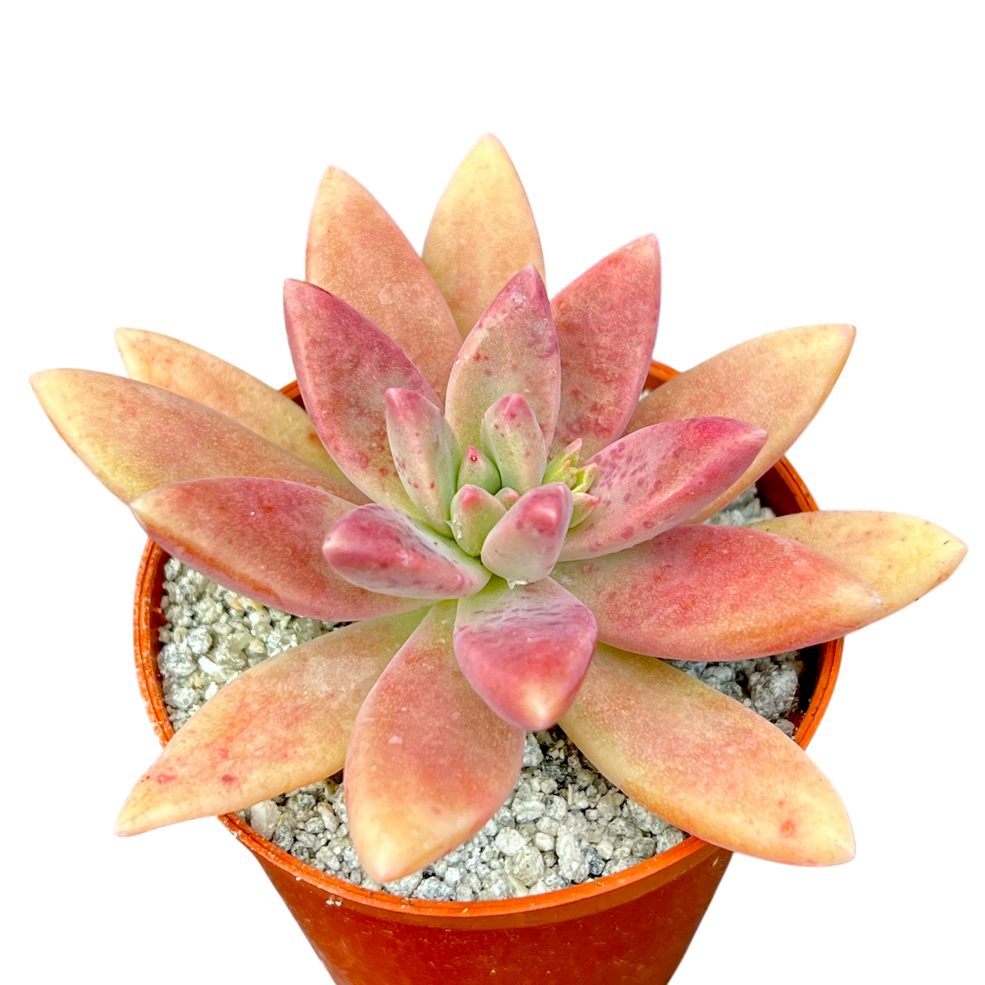 多肉植物 たまちゃ•*¨*•.¸¸♬ x グラプトセダム 'ダーリーサンシャイン' – Surreal Succulents