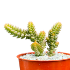 Crassula muscosa var. purpusii