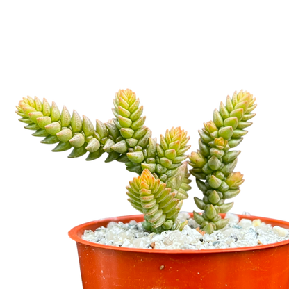 Crassula muscosa var. purpusii