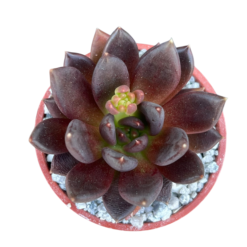 Echeveria affinis