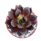 Echeveria affinis