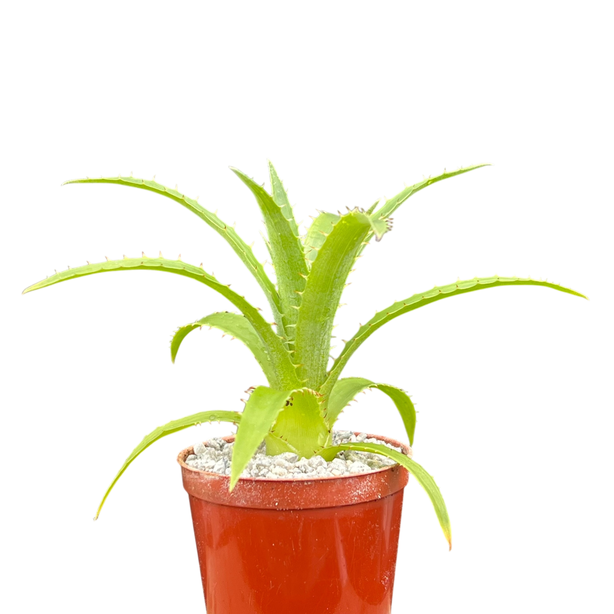 Puya mirabilis