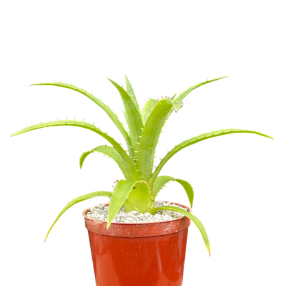 Puya mirabilis