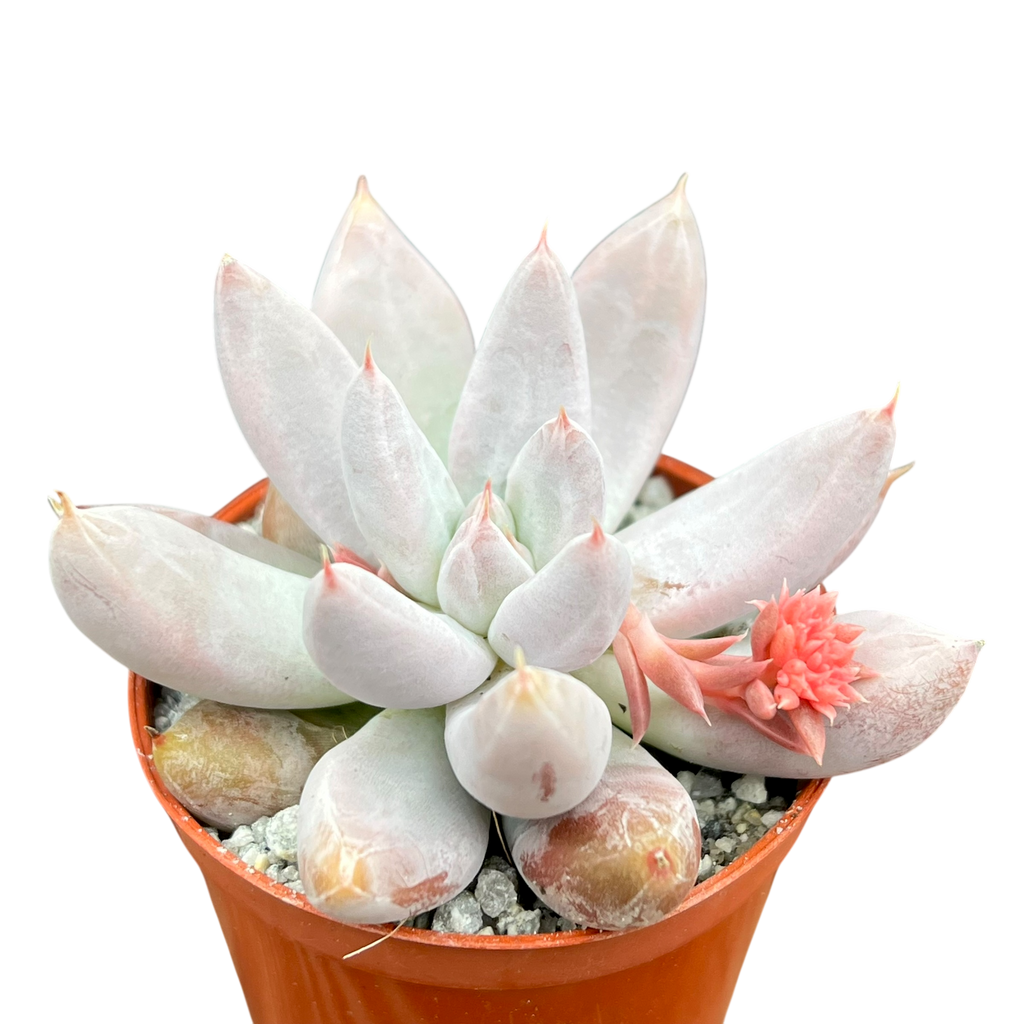 Echeveria tolimanensis