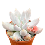 Echeveria tolimanensis