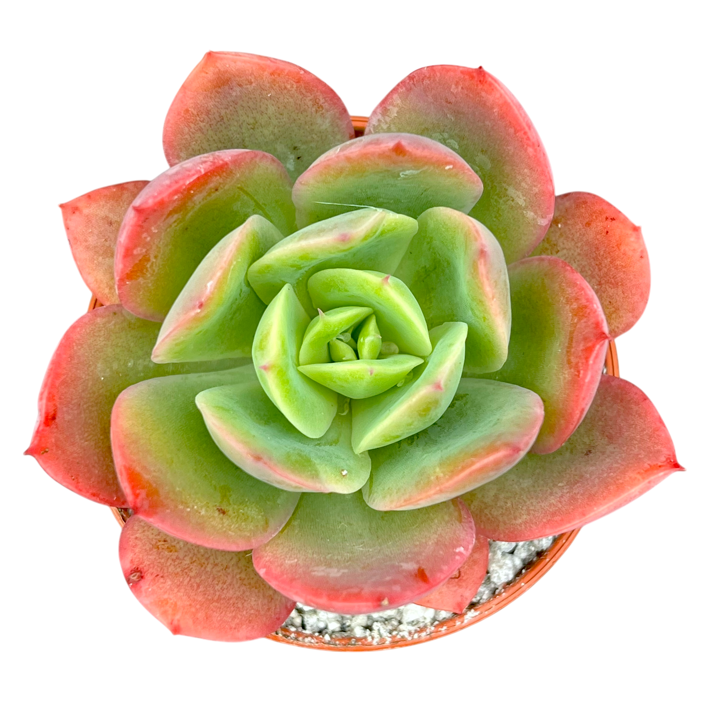 Echeveria 'Luella'