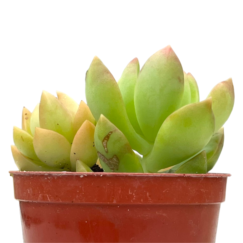Sedum adolphii
