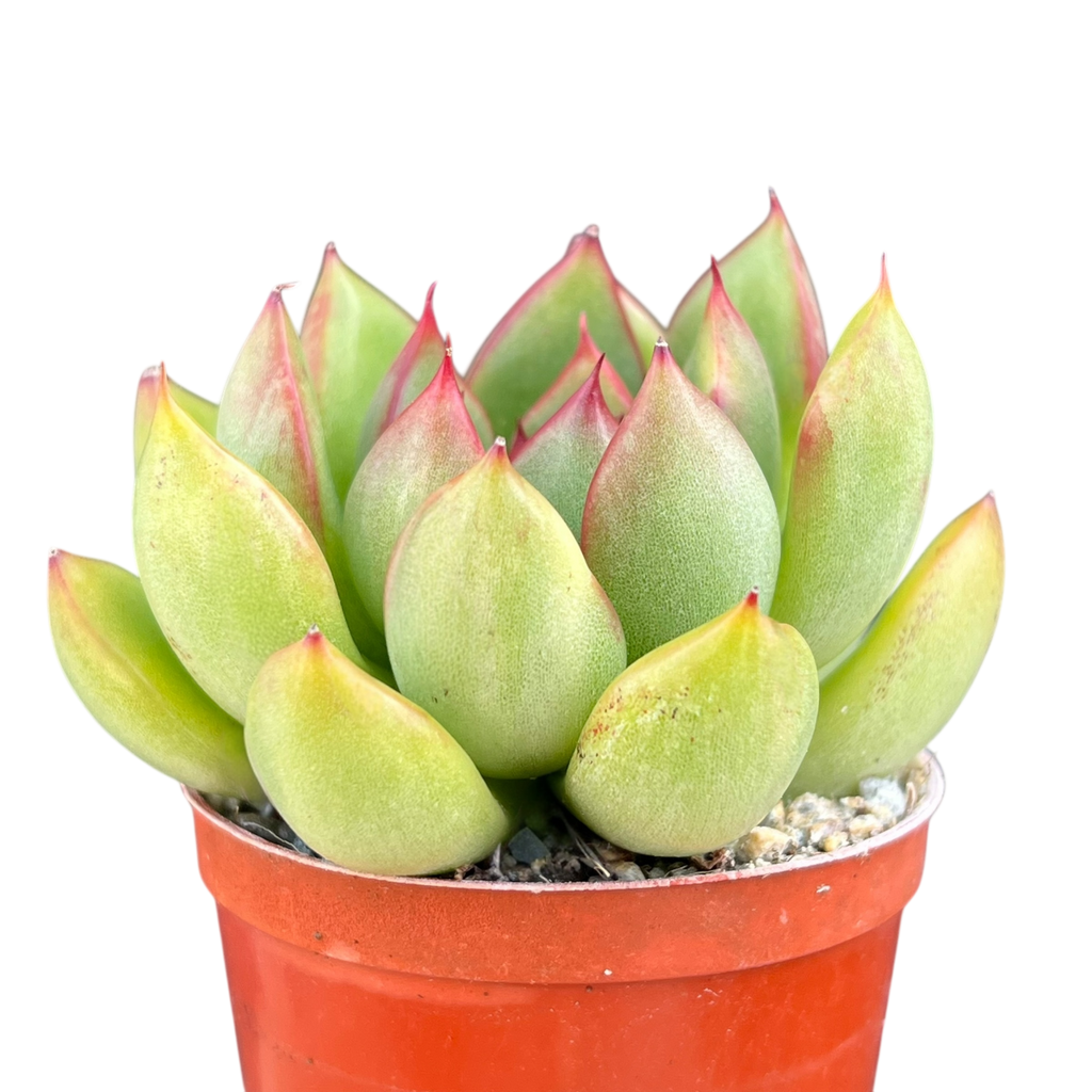 Echeveria agavoides x pulidonis