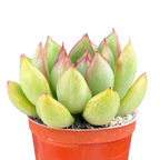 Echeveria agavoides x pulidonis